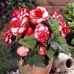 Begonia Double 'Bouton de rose'